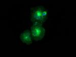 LMAN1 Antibody in Immunocytochemistry (ICC/IF)