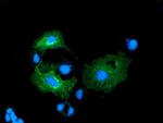 LMAN1 Antibody in Immunocytochemistry (ICC/IF)