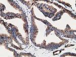 LMAN1 Antibody in Immunohistochemistry (Paraffin) (IHC (P))