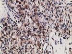 LMAN1 Antibody in Immunohistochemistry (Paraffin) (IHC (P))