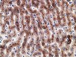 LMAN1 Antibody in Immunohistochemistry (Paraffin) (IHC (P))