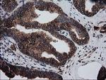 LMAN1 Antibody in Immunohistochemistry (Paraffin) (IHC (P))