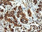 LMAN1 Antibody in Immunohistochemistry (Paraffin) (IHC (P))