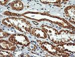 LMAN1 Antibody in Immunohistochemistry (Paraffin) (IHC (P))