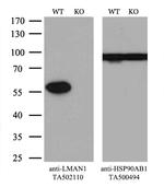 LMAN1 Antibody in Western Blot (WB)