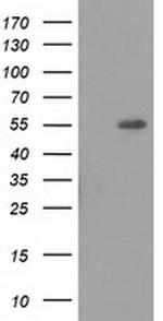 LMAN1 Antibody in Western Blot (WB)