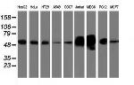 LMAN1 Antibody in Western Blot (WB)