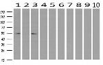 LMAN1 Antibody in Western Blot (WB)