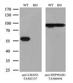 LMAN1 Antibody in Western Blot (WB)