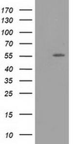 LMAN1 Antibody in Western Blot (WB)