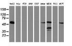 LMAN1 Antibody in Western Blot (WB)