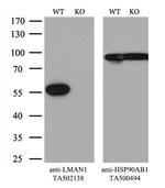 LMAN1 Antibody in Western Blot (WB)