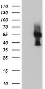 LMAN1 Antibody in Western Blot (WB)