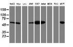 LMAN1 Antibody in Western Blot (WB)