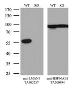 LMAN1 Antibody in Western Blot (WB)