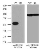 LMAN1 Antibody in Western Blot (WB)