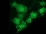 LMCD1 Antibody in Immunocytochemistry (ICC/IF)