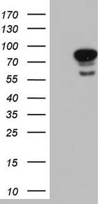 LMNA Antibody in Western Blot (WB)