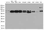 LMNA Antibody in Western Blot (WB)