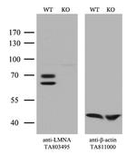 LMNA Antibody in Western Blot (WB)