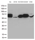 LMNA Antibody in Western Blot (WB)