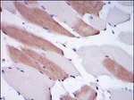 Lamin A/C Antibody in Immunohistochemistry (Paraffin) (IHC (P))