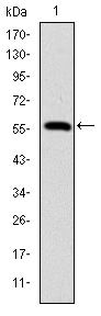 Lamin A/C Antibody in Western Blot (WB)