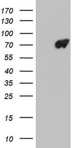 LMNB2 Antibody in Western Blot (WB)