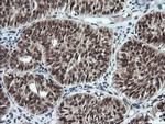 LMO2 Antibody in Immunohistochemistry (Paraffin) (IHC (P))