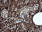 LMO2 Antibody in Immunohistochemistry (Paraffin) (IHC (P))