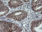 LMO2 Antibody in Immunohistochemistry (Paraffin) (IHC (P))