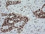 LMO2 Antibody in Immunohistochemistry (Paraffin) (IHC (P))