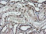 LMO2 Antibody in Immunohistochemistry (Paraffin) (IHC (P))