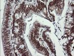 LMO2 Antibody in Immunohistochemistry (Paraffin) (IHC (P))