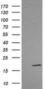 LMO2 Antibody in Western Blot (WB)