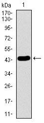 LMO2 Antibody in Western Blot (WB)