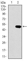 LMO2 Antibody in Western Blot (WB)