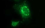 LOH12CR1 Antibody in Immunocytochemistry (ICC/IF)