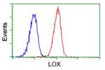 LOX Antibody in Flow Cytometry (Flow)