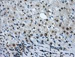 LOX Antibody in Immunohistochemistry (Paraffin) (IHC (P))