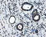 LOX Antibody in Immunohistochemistry (Paraffin) (IHC (P))