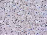 LOX Antibody in Immunohistochemistry (Paraffin) (IHC (P))