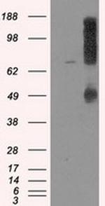 LOX Antibody in Western Blot (WB)