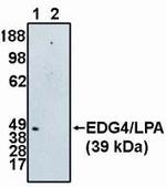 EDG4 Antibody in Western Blot (WB)