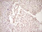 LPIN1 Antibody in Immunohistochemistry (Paraffin) (IHC (P))