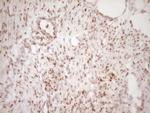 LPIN1 Antibody in Immunohistochemistry (Paraffin) (IHC (P))