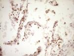 LPIN1 Antibody in Immunohistochemistry (Paraffin) (IHC (P))