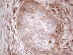 LPIN1 Antibody in Immunohistochemistry (Paraffin) (IHC (P))