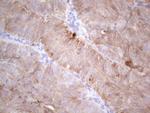 LPIN1 Antibody in Immunohistochemistry (Paraffin) (IHC (P))