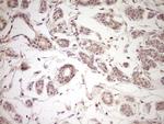 LPIN1 Antibody in Immunohistochemistry (Paraffin) (IHC (P))